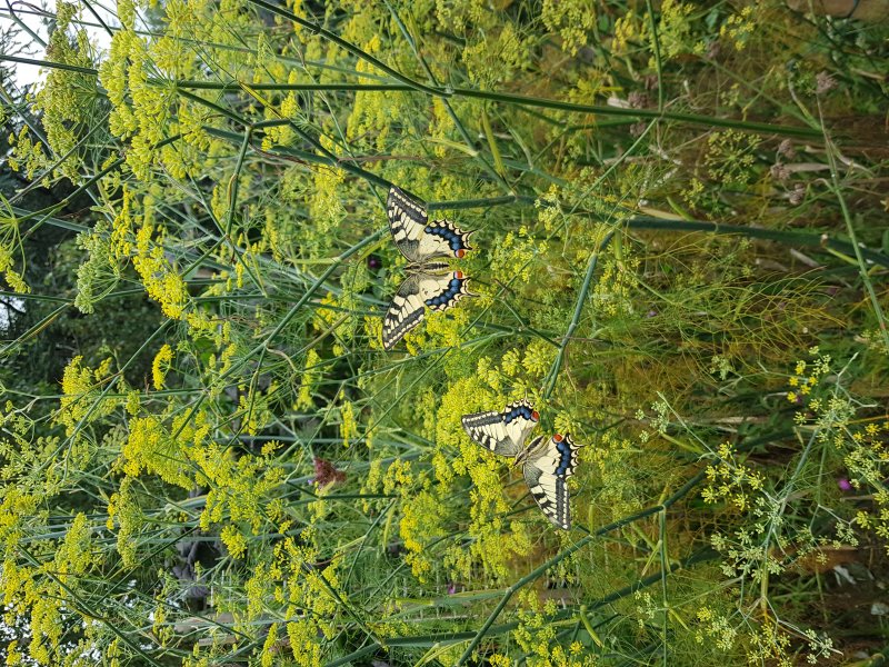 FENOUIL plante hôte des chenilles de PAPILLON MACHAON. Jardin. BRUNO GODET